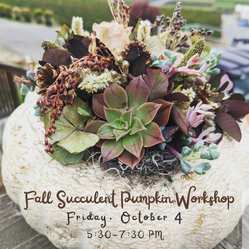 2024 Fall Succulent Pumpkin Workshop