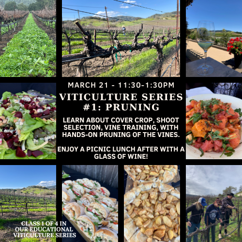 Viticulture Series 1: Pruning