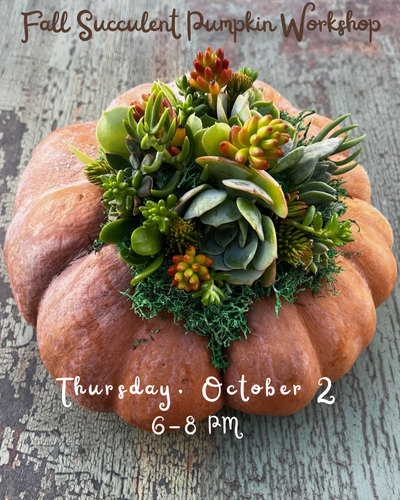 2025 Fall Succulent Pumpkin Workshop - Member