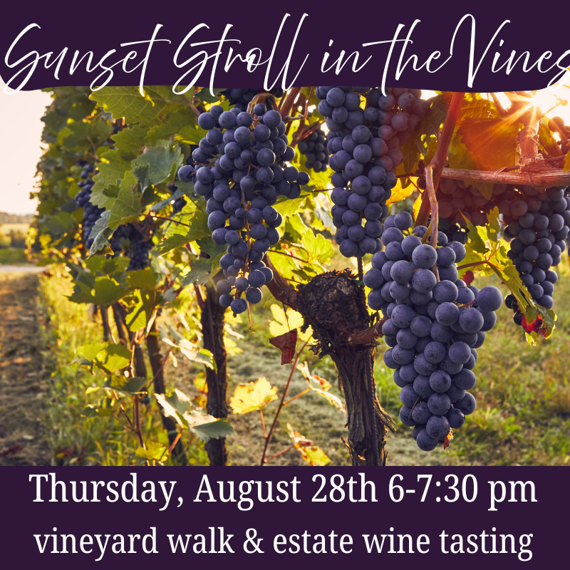 Sunset Stroll in the Vines
