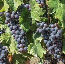 Cabernet Sauvignon Photo