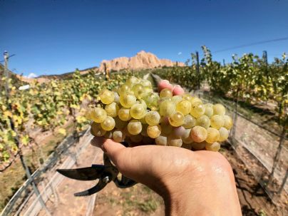 Photo for Crisp, Dry White Wines & Rosés category