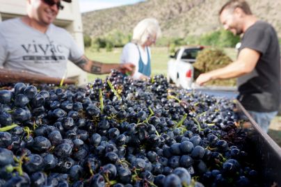 Photo for Light, Medium & Full Bodied Red Wines category